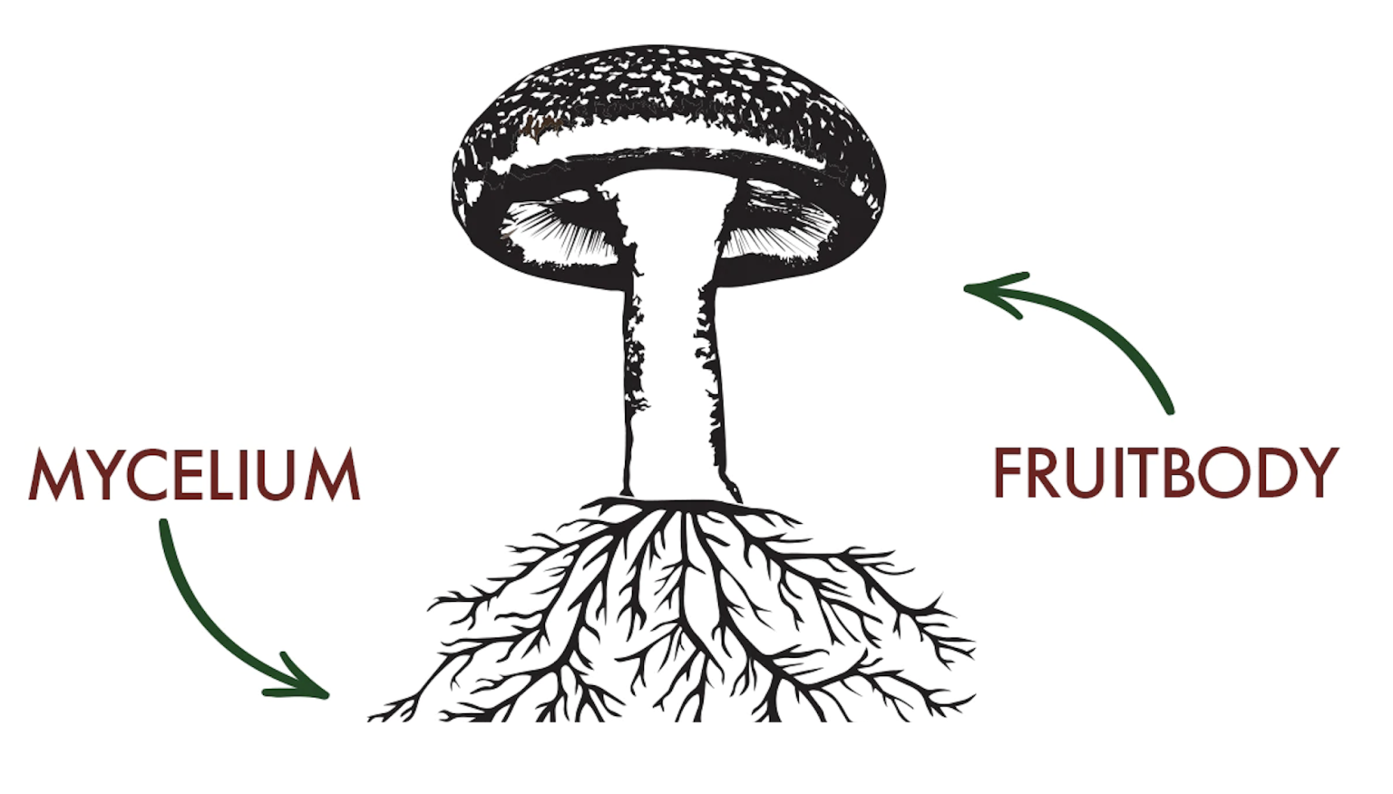 Ultimate Guide to Reishi Mushrooms World Mushroom Society