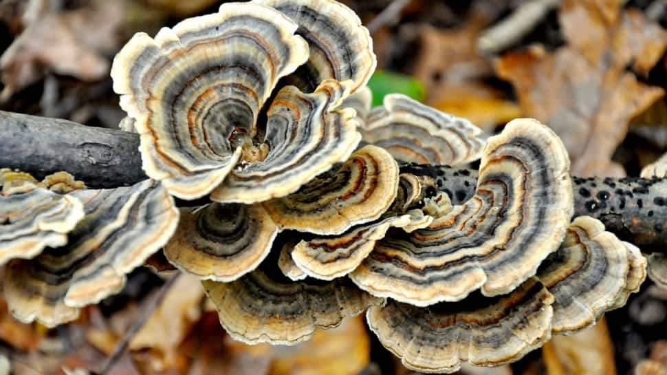 Turkey Tail Mushrooms Guide World Mushroom Society